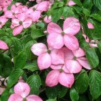Clusters of pink Cornus 'Satomi' Dogwood flowers, each with four petals and glossy green leaves, are covered in water droplets. Supplied in a 13" pot.