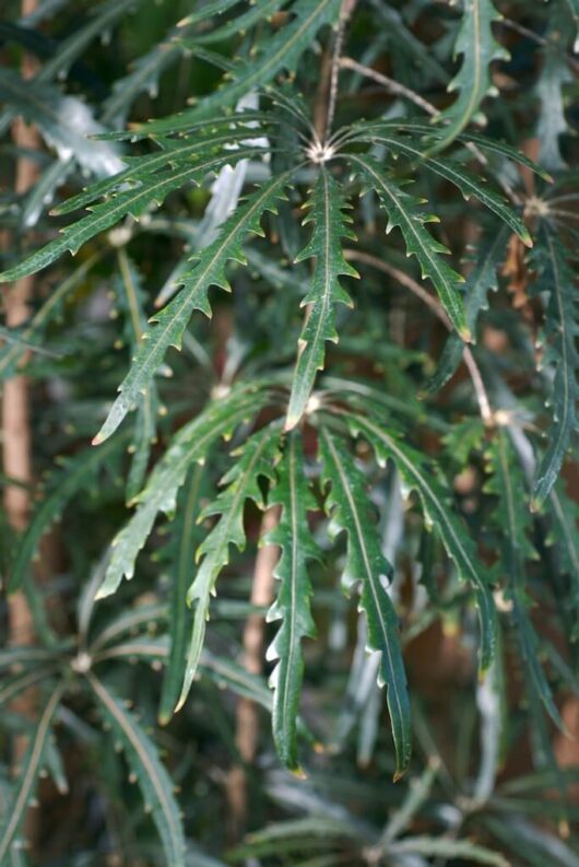 Dizygotheca 'False Aralia' 8" Pot