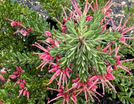 Grevillea 'Winter Nectar'