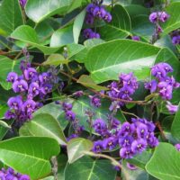 The Hardenbergia 'Sweet Heart' PBR 6" Pot features small purple flowers with yellow centers amid glossy green leaves, making it perfect for brightening any space.
