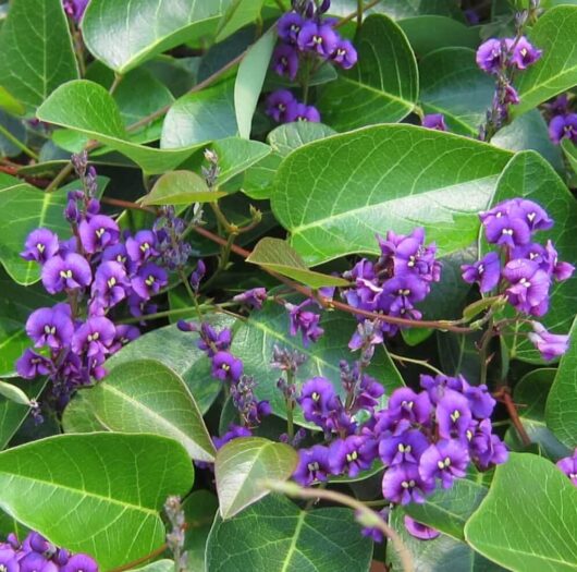 Hardenbergia 'Sweet Heart' PBR 6" Pot