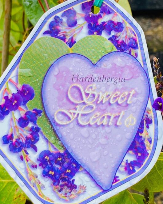 Hardenbergia 'Sweet Heart' PBR 6" Pot