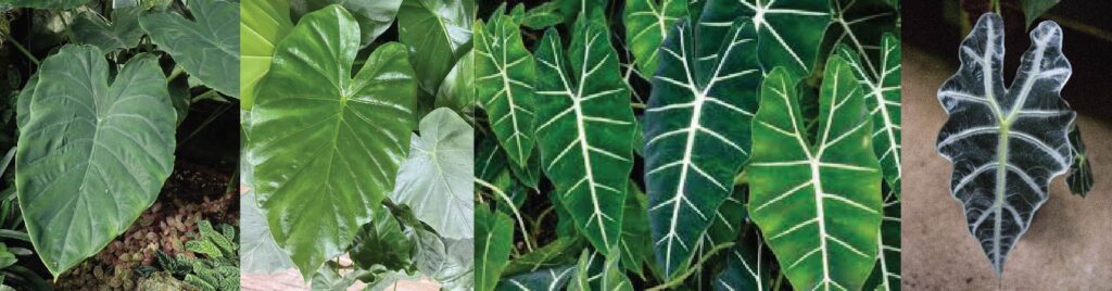 Hello Hello Plants Nursery Campbellfield Melbourne Victoria Australia Alocasia elephant ear banner