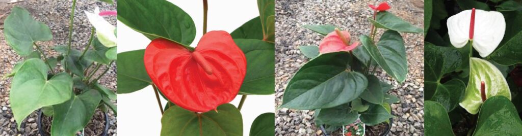 Hello Hello Plants Nursery Campbellfield Melbourne Victoria Australia Anthurium indoor plant heart shaped leaf