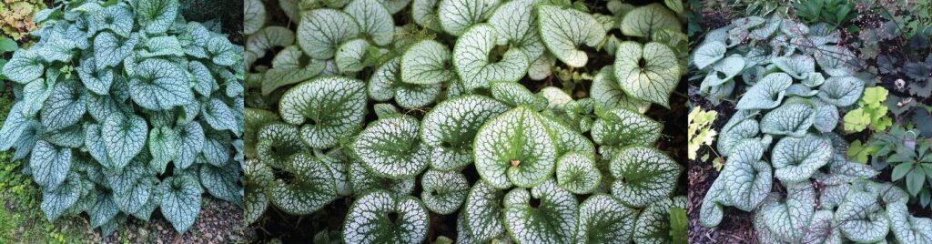 Hello Hello Plants Nursery Campbellfield Melbourne Victoria Australia Brunnera heart shaped leaf silver brunnera heart foliage