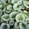 Hello Hello Plants Nursery Campbellfield Melbourne Victoria Australia Brunnera heart shaped leaf silver brunnera heart foliage