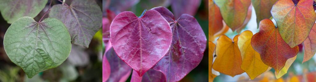 Hello Hello Plants Nursery Campbellfield Melbourne Victoria Australia Cercis canadensis foliage heart shaped leaves heart foliage banner