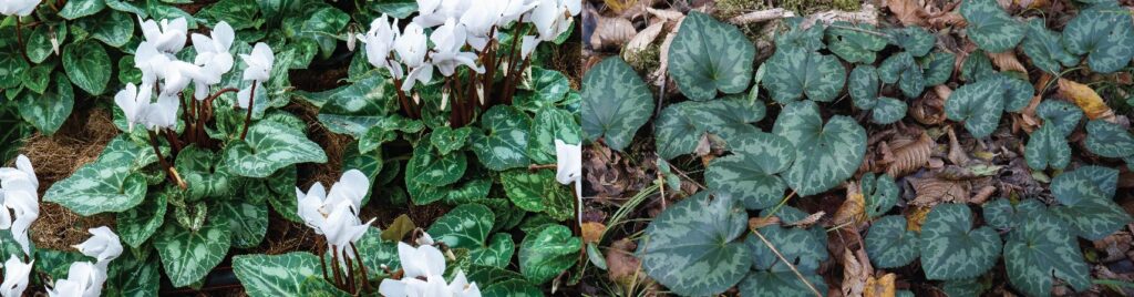 Hello Hello Plants Nursery Campbellfield Melbourne Victoria Australia Cyclamen heart shaped foliage heart leaves