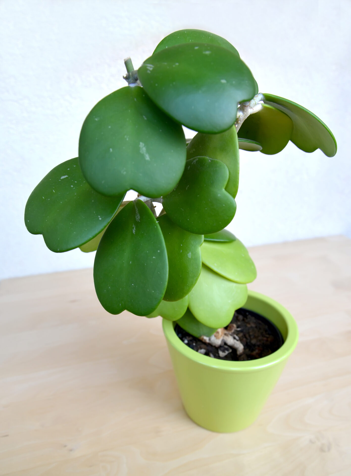 Top 10 Heart Shaped Foliage Plants for Your Garden Hello Hello