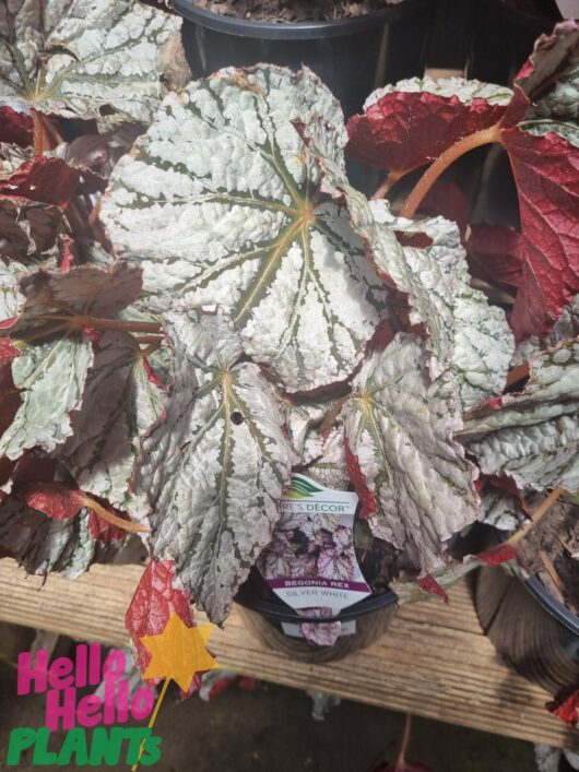 Begonia rex 'Silver White' 6" Pot