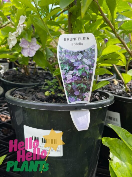 Brunfelsia 'Yesterday, Today and Tomorrow' 6" Pot