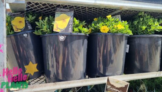 Calibrachoa 'Assorted' 8" Pot
