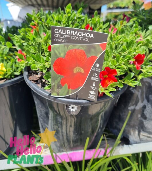 Calibrachoa 'Assorted' 8" Pot