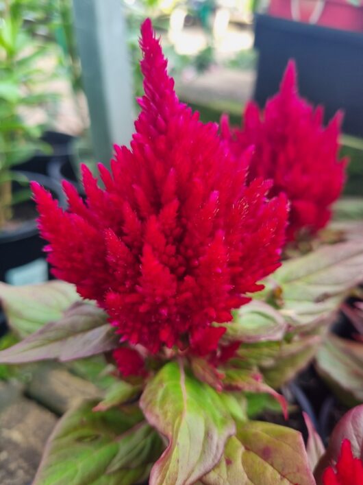 Celosia 'Kimono Red' 4" Pot