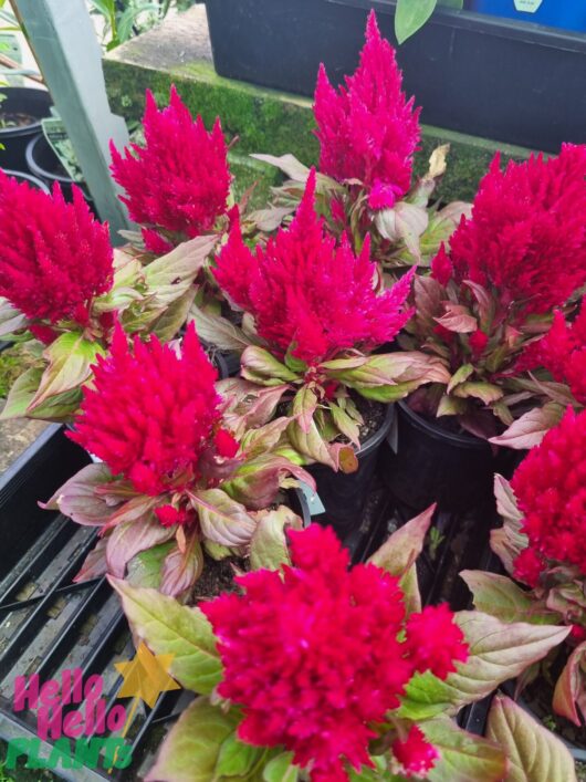 Celosia 'Kimono Red' 4" Pot