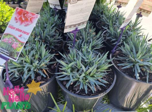 Dianthus 'Assorted' Varieties 6" Pot