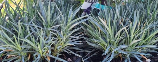 Dianthus 'Assorted' Varieties 6" Pot