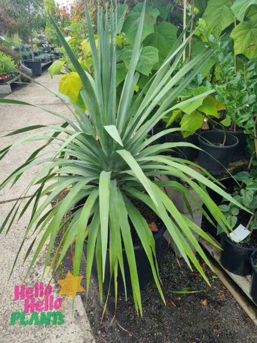 Dracaena 'Dragon's Blood Tree' 24" Pot