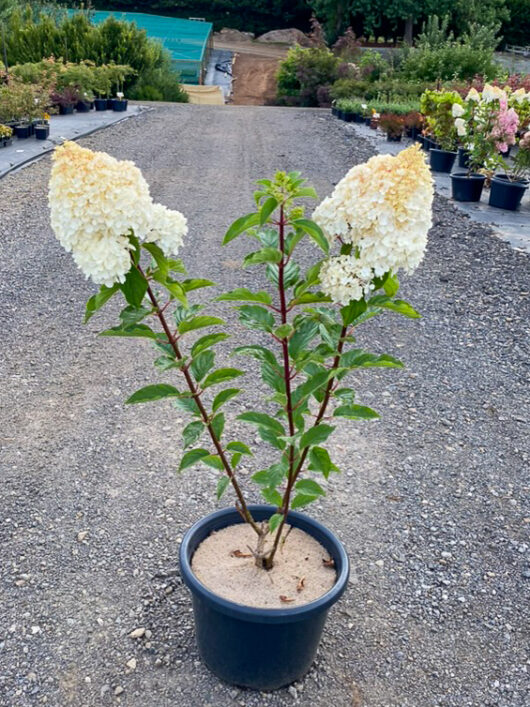 Hydrangea 'Sundae Fraise' 16" Pot