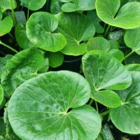 Close-up of lush, round green Ligularia 'Designer Verde™' Tractor Seat leaves with visible veins and glossy surfaces, densely arranged in an 8" pot.
