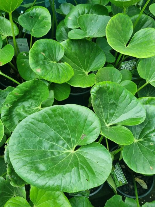 Ligularia 'Designer Verde™' Tractor Seat 8" Pot