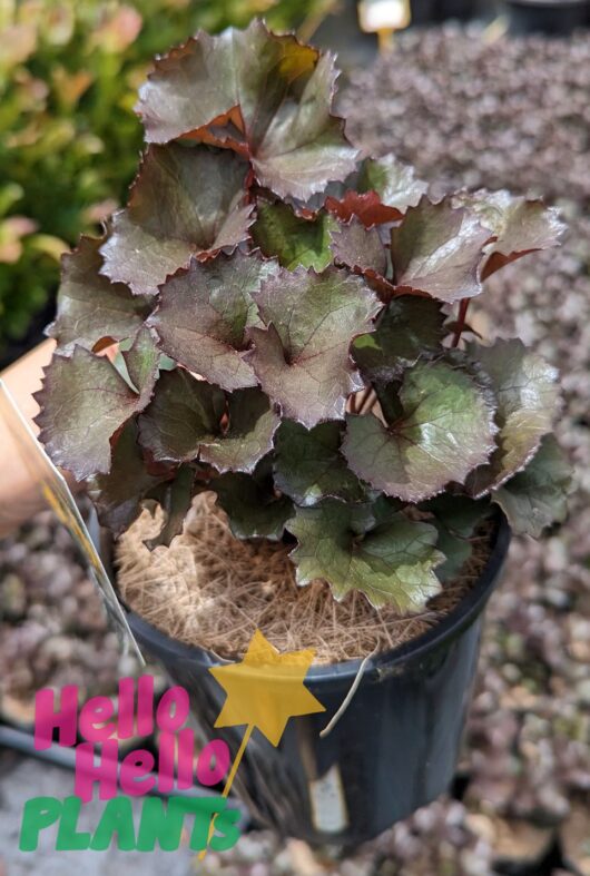 Ligularia 'Pandora' Purple Tractor Seat 7" Pot