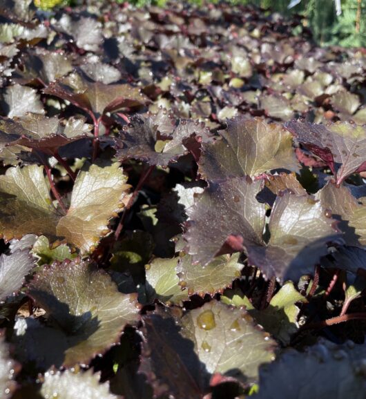 Ligularia 'Pandora' Purple Tractor Seat 7" Pot