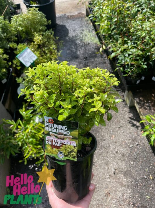 Pittosporum 'On Par' PBR