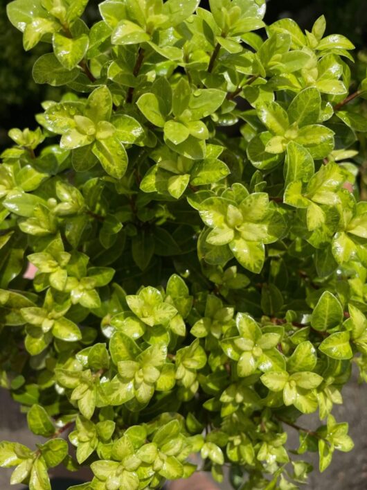 Pittosporum 'On Par' PBR