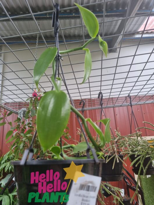 Vanilla Bean (Hanging Basket) 5" Pot