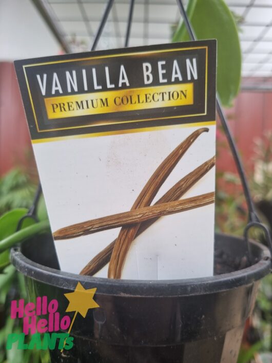 Vanilla Bean (Hanging Basket) 5" Pot
