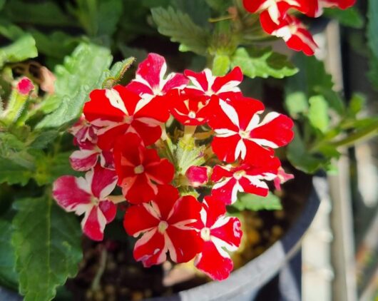 Verbena 'Red Star' Assorted 6" Pot