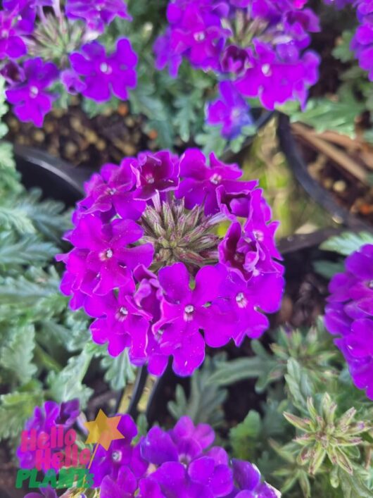 Verbena 'Dark Purple' Assorted 6" Pot