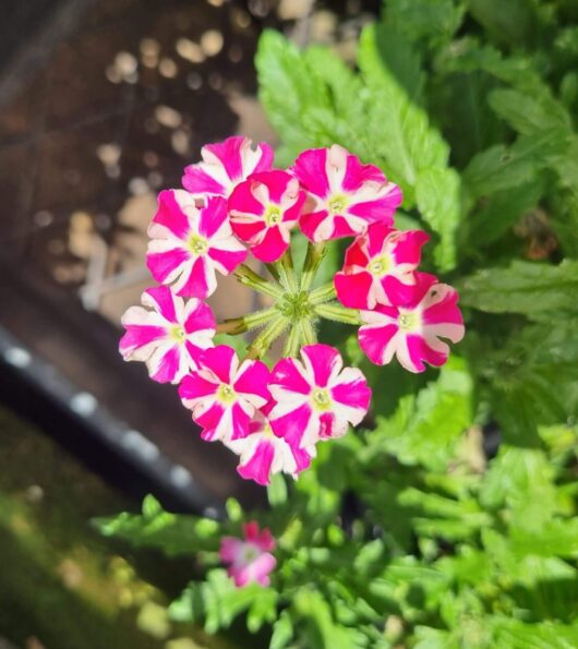 Verbena 'Candy Stripe Pink' 3" Pot