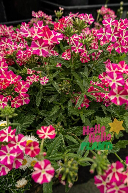 Verbena 'Candy Stripe Pink'