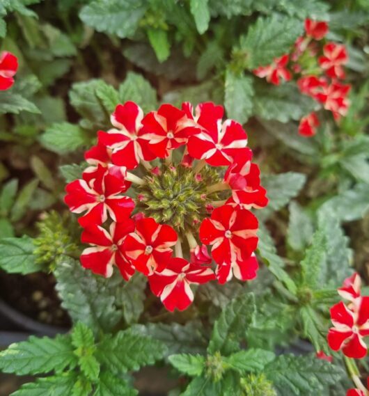 Verbena 'Red Star' Assorted 6" Pot