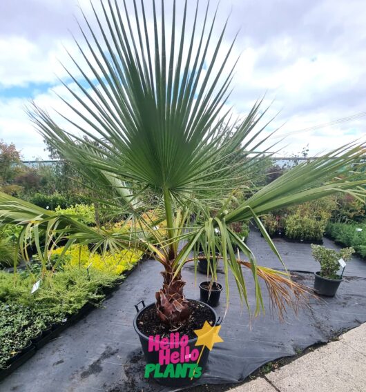 Washingtonia 'Mexican Cotton Fan Palm' 100L