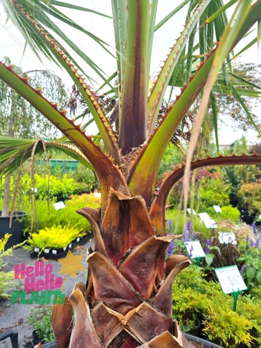 Washingtonia 'Mexican Cotton Fan Palm'