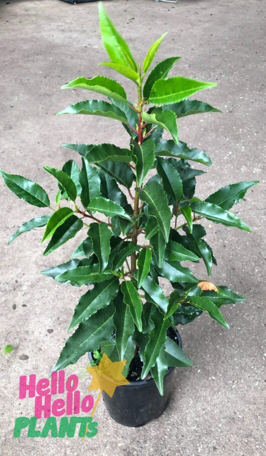 Prunus 'Portuguese Laurel' 8" Pot