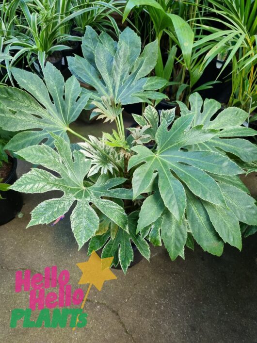 Fatsia 'Spiders Web' Japanese Aralia