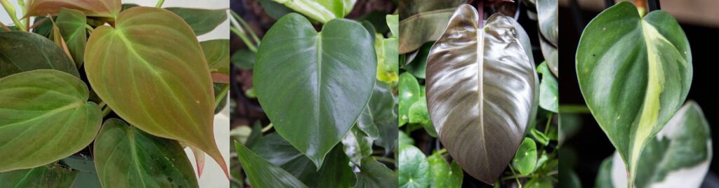 Hello Hello Plants Nursery Campbellfield Melbourne Victoria Australia Philodendron heart shaped leaves