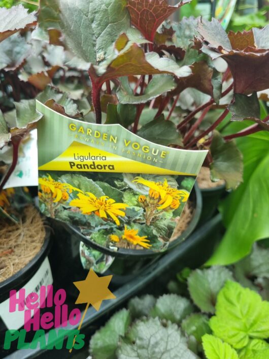 Ligularia 'Pandora' Purple Tractor Seat 7" Pot