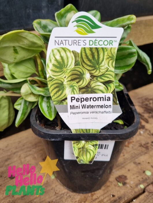Peperomia 'Mini Watermelon' 5" Pot