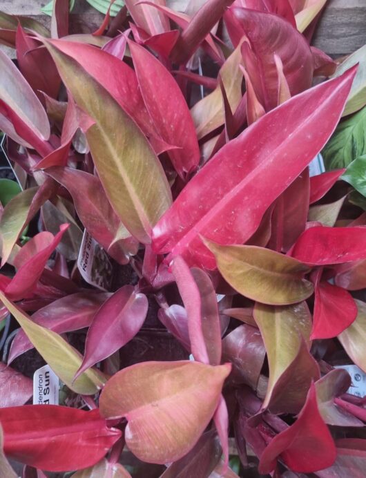 Philodendron 'Sun Red' 4" Pot