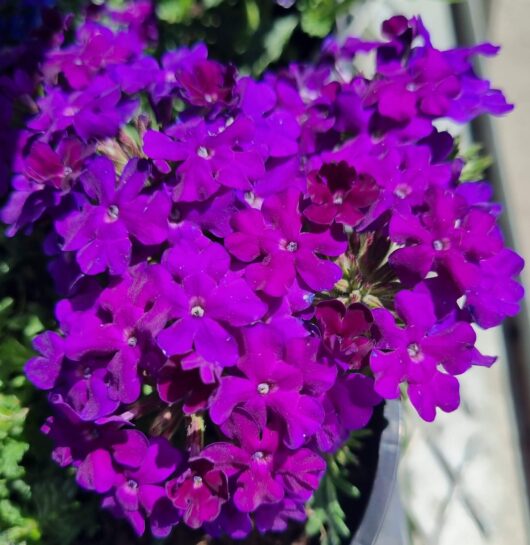 Verbena 'Dark Purple' Assorted 6" Pot