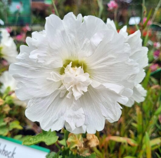 Hollyhock 'Spring White'