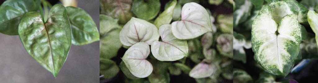 Hello Hello Plants Nursery Campbellfield Melbourne Victoria Australia Syngonium heart shaped foliage banner