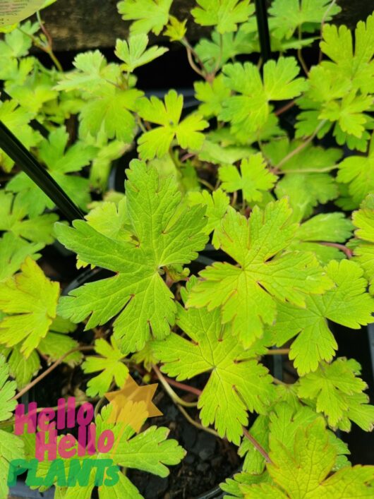 Geranium 'Ann Folkard' 6" Pot