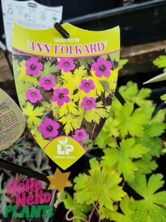 Geranium 'Ann Folkard' 6" Pot