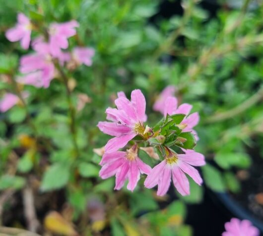 Scaevola 'Sitting Pretty' 6" Pot